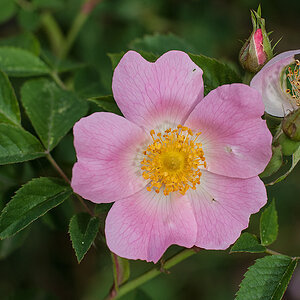 Heckenrose.jpg