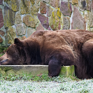 Braunbär.jpg
