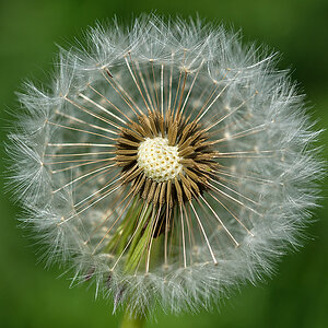 Pusteblume.jpg