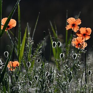 AK3_9170