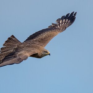 D50_1908_Bussard IIA_5_2019.jpg