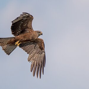D50_1898_Bussard VA_5_2019.jpg