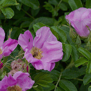 DSC_9472.jpg