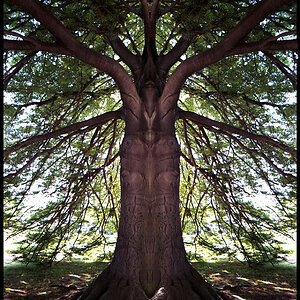 Spiegelbaum1.jpg