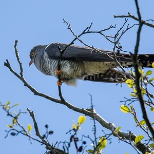 D50_1438_Kuckuck IIA_5_2019.jpg