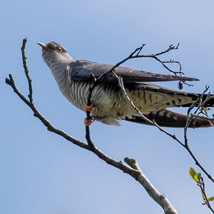 D50_1445_Kuckuck IA_5_2019.jpg