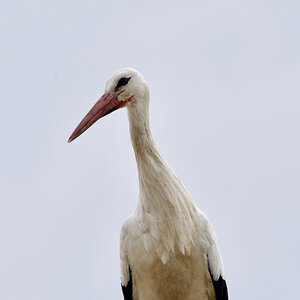 D72_4379.jpg