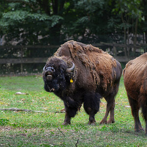 3_bisons.jpg