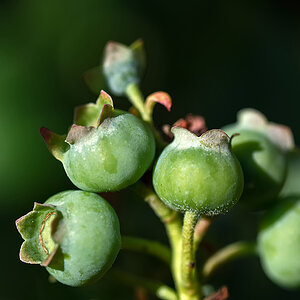 Blaubeeren.jpg