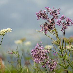 Blüten1.jpg