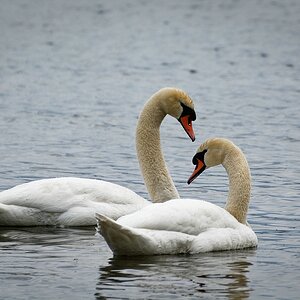 Schwäne auf dem Mälaren