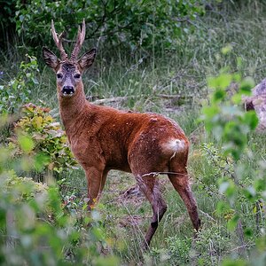 Bock I