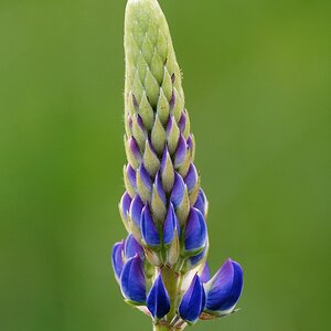 Lupine