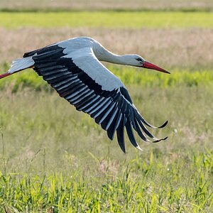 D50_2525_Storch im GegenlichtIA_6_2019.jpg