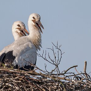 D50_2514_der Storchennachwuchs wartet auf Futter IA_6_2019.jpg