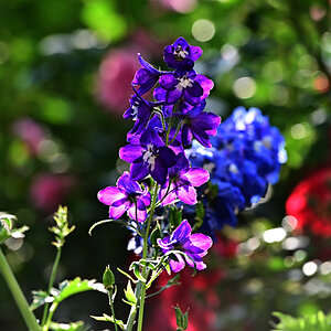 ZZ6_0479.jpg
