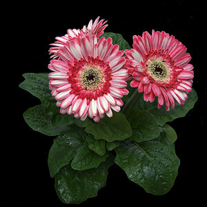 Gerbera2.jpg