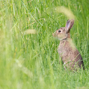 Kaninchen