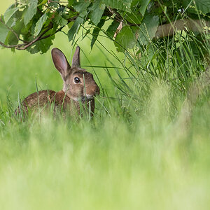 Kaninchen