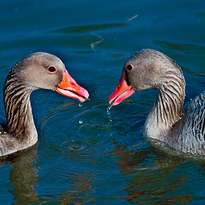 Tiere-5001-2.jpg