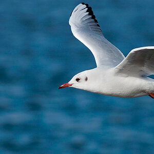 Möwe im Flug-1.jpg.jpg