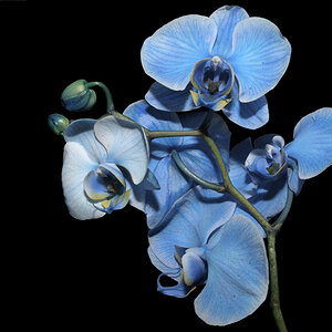 orchide.jpg