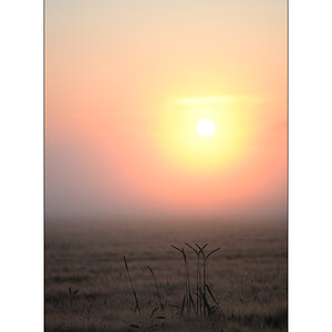 MorgenDSC_1991.jpg