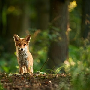 Fuchs1.jpg