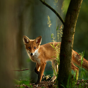 Fuchs3.jpg