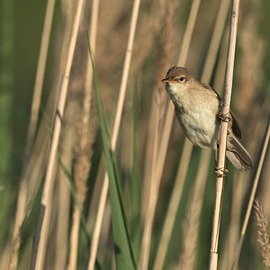 teichrohrsaengerPH8_0421.jpg