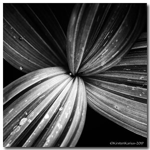 Just Black & White.jpg