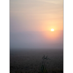 MorgenDSC_2008.jpg