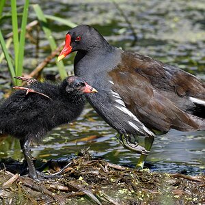 D50_1839_guck mal Mami_wie groß meine Flügel sind IA_5_2017.jpg