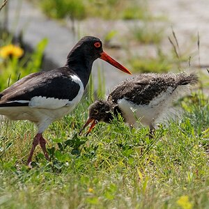 D50_2173_Austernfischer mit Jungvogel im Wohngebiet IA_5_2019.jpg