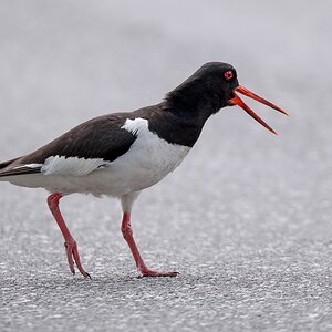 D50_2190_Austerfischer ruft Junges IA_5_2019.jpg