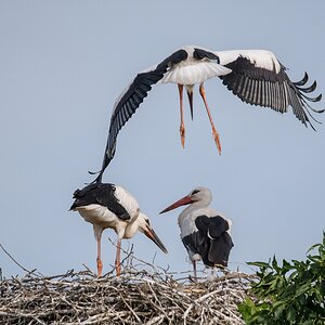D50_3839_Flugverwuch unter Mamas Aufsicht_IA_6_2019.jpg