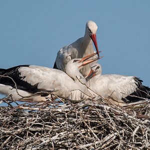 D50_3920_Familie Storch IA_6_2019.jpg