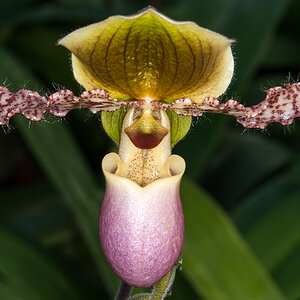 Der Orchideenkönig.jpg