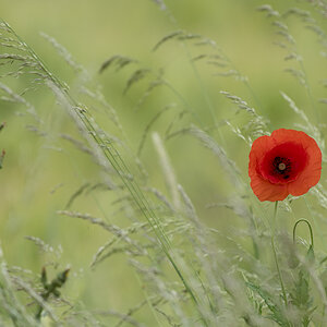 mohn_01.jpg
