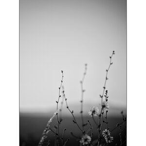 MorgenDSC_2009.jpg