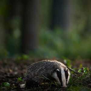 Dachs12.jpg