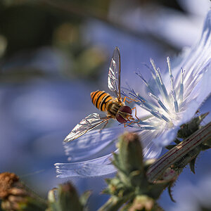 Fliege P6300108.jpg