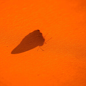 Schmetterling.jpg