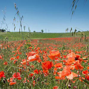 Mohn-bei-Canossa1.jpg