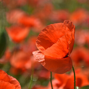 Mohn-bei-Canossa2.jpg
