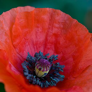 Mohn003.jpg