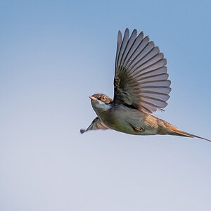 D50_2915_ erste Dorngrasmücke im Flug IA_6_2019.jpg