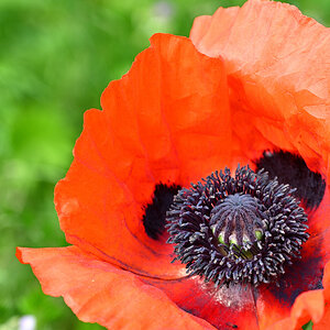 DSC_5515_Mohnblume.jpg