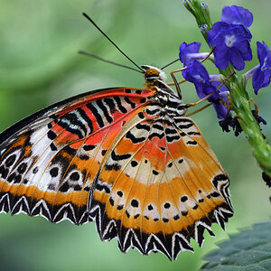 Cethosia cyane_1200.jpg