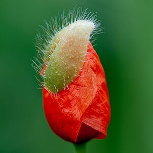 Mohn006.jpg